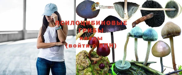 шишки Магас